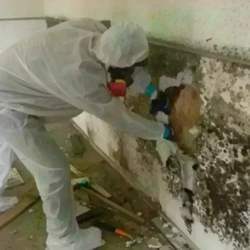 Mold Remediation and Removal in Canton, NY